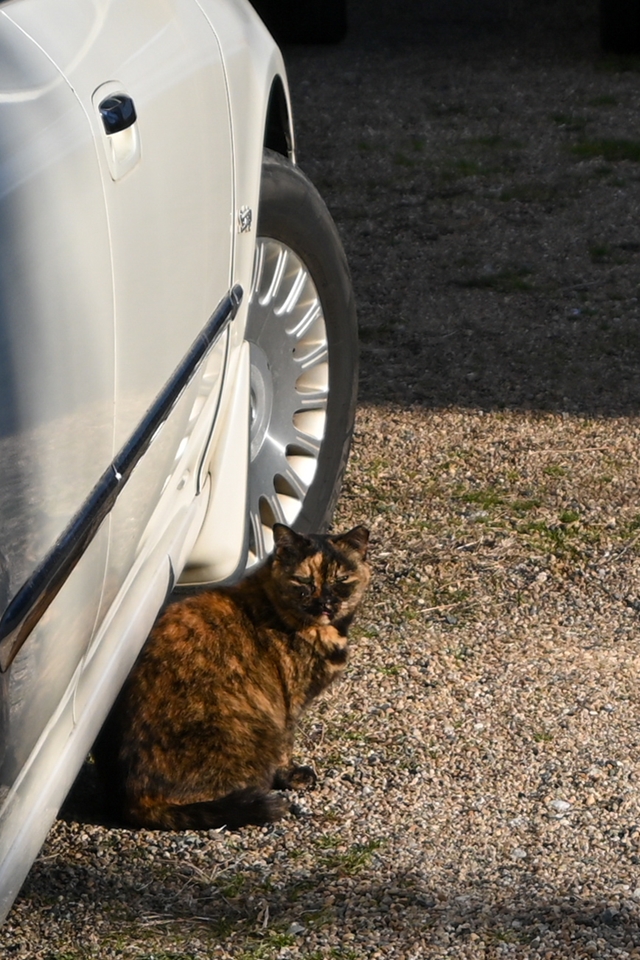車の脇で日向ぼっこをする猫