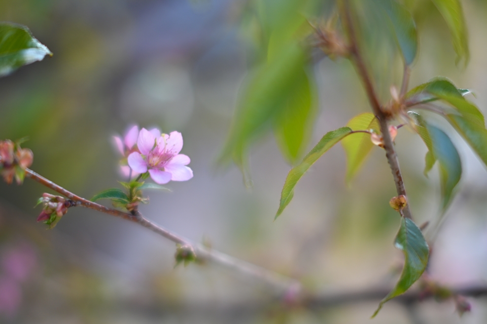 NIKON Z6II+TTArtisan 50mm f/0.95 C f0.95で撮る早咲きの桜