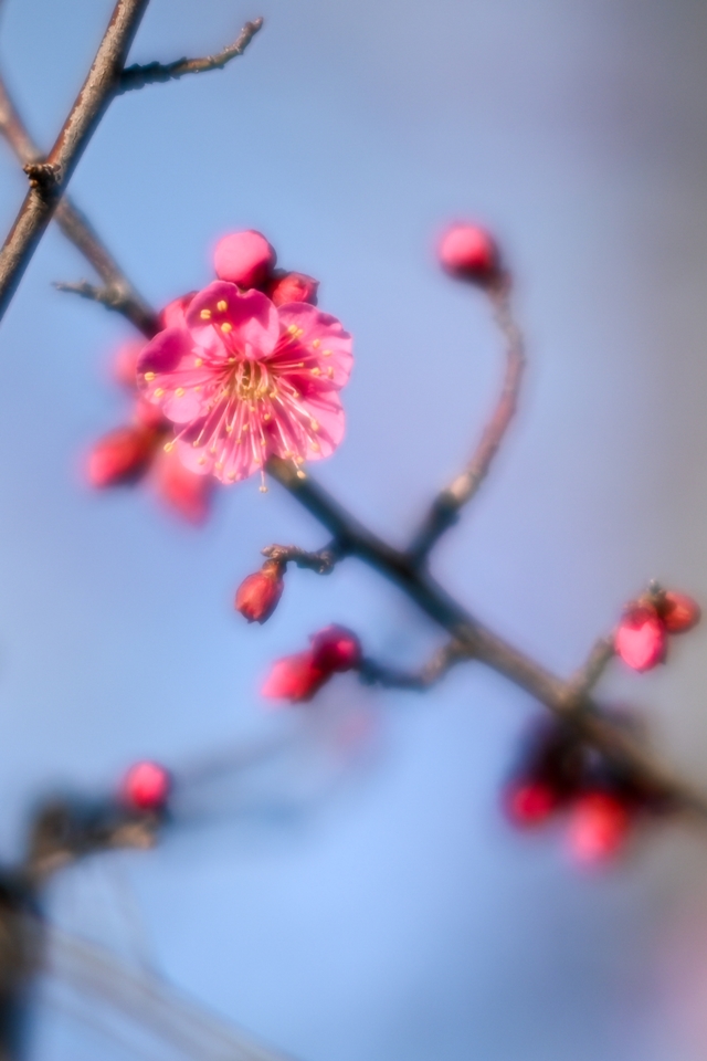 NIKON Z6II+TTArtisan 50mm f/0.95 C f0.95でかなりふんわりしたイメージになった梅の花