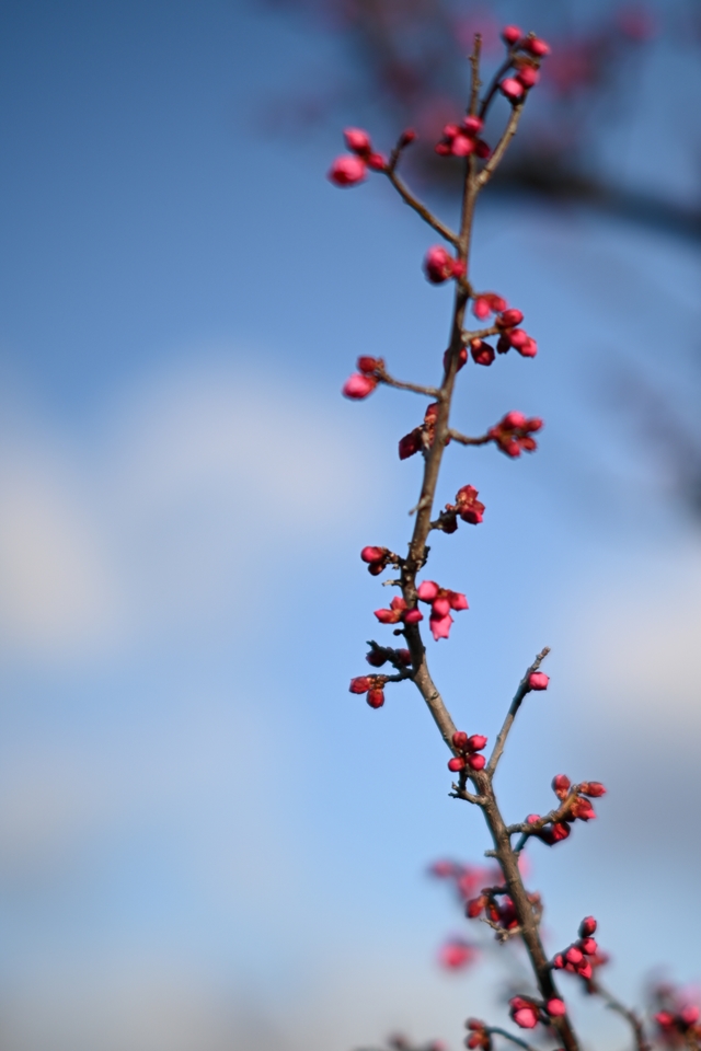 NIKON Z6II+TTArtisan 50mm f/0.95 C f0.95で撮る咲きかけの梅の蕾