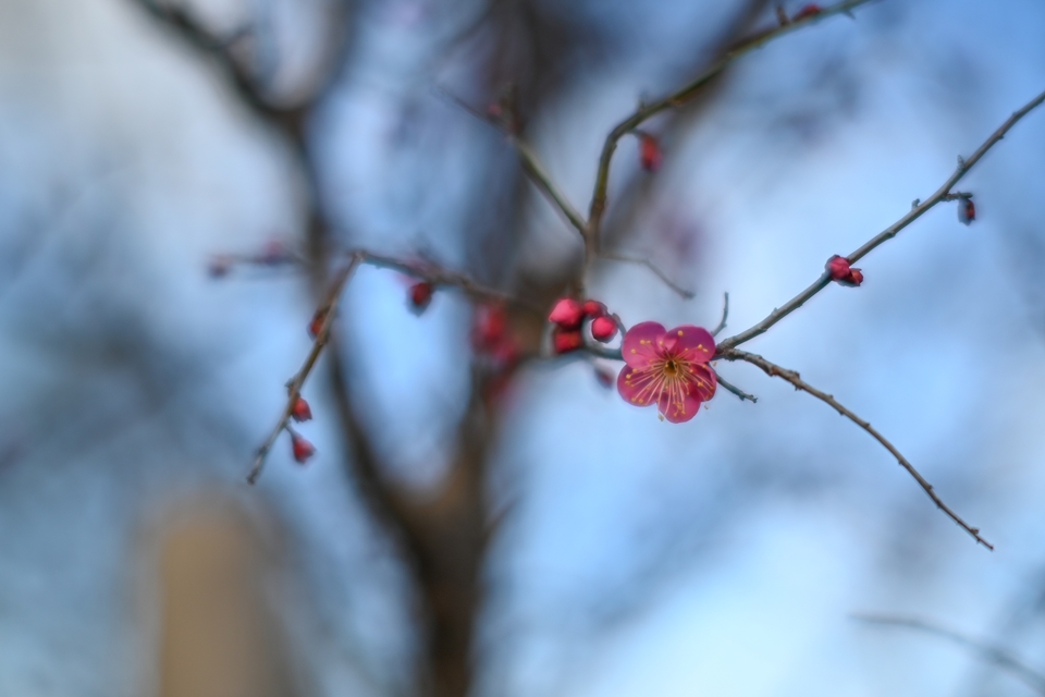 NIKON Z6II+TTArtisan 50mm f/0.95 C f0.95で撮る咲き始めの梅の花