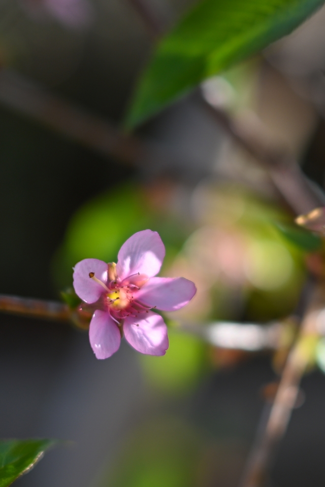 NIKON Z6II+NIKKOR Z 40mm f/2 早咲きの桜