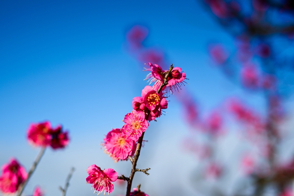 NIKON Z6II+NIKKOR Z 40mm f/2 F2で写す梅の花