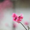 ポツンと咲いたピンクの梅の花