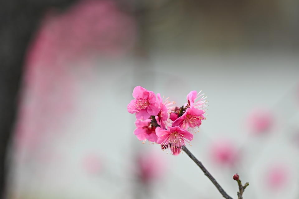 ポツンと咲いたピンクの梅の花