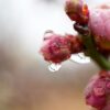 SONY α6700+E 30mm F3.5 macro 雨に濡れる梅の花の蕾