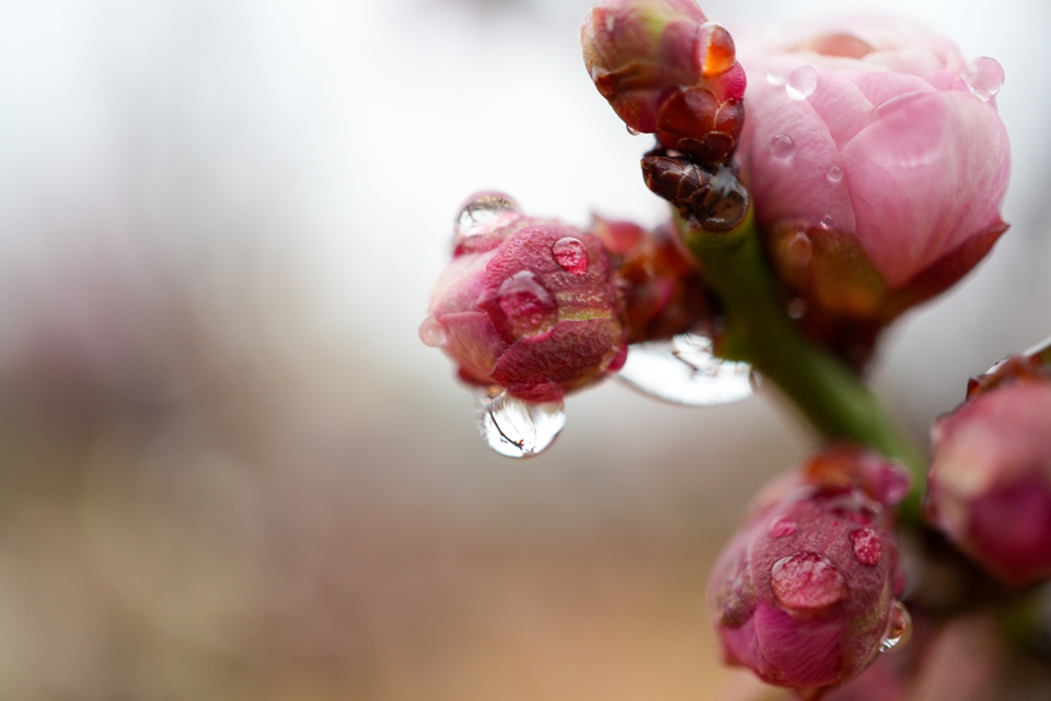 雨に濡れる梅の花の蕾