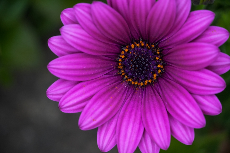 SONY α6700+E 18-135mm F3.5-5.6 OSS　いつもの紫色の花