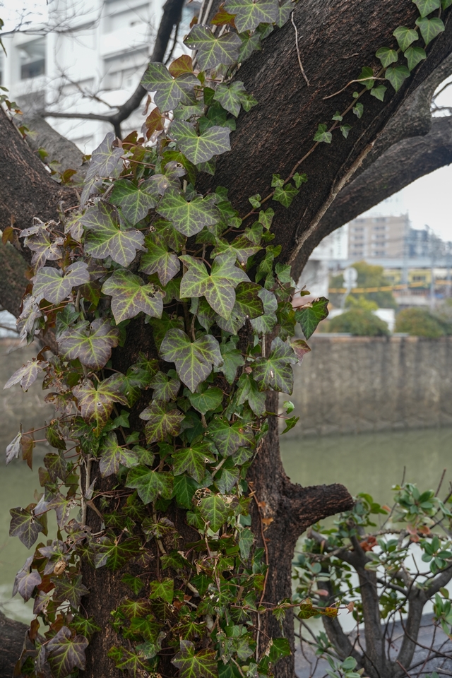 SONY α6700+E 18-135mm　桜の木の幹にまとわりつく蔓植物