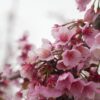SONY α6700+E 18-135mm　早咲きの桜もかなりヘタって来た