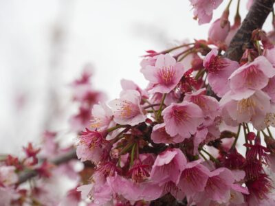SONY α6700+E 18-135mm　早咲きの桜もかなりヘタって来た