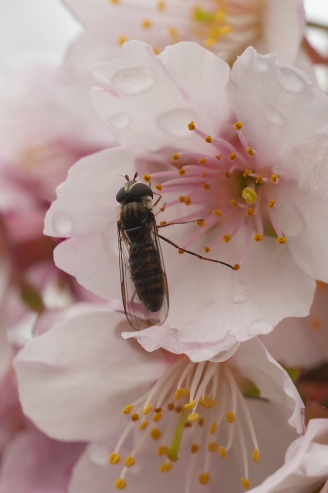 SONY α6700+E 18-135mm　桜の蜜を吸うアブ？