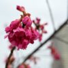 NIKON Z30+NIKKOR Z DX 24mm f/1.7　咲き始めた桜