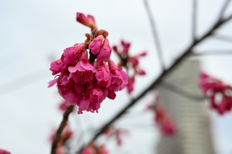NIKON Z30+NIKKOR Z DX 24mm f/1.7　咲き始めた桜