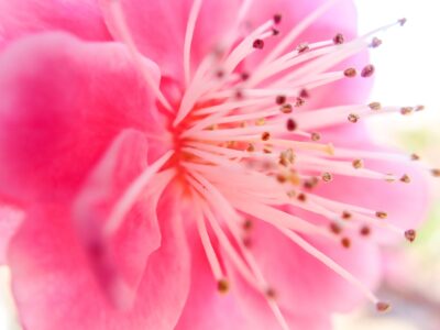 OLYMPUS TG-6 で思いっきり寄ってみた梅の花