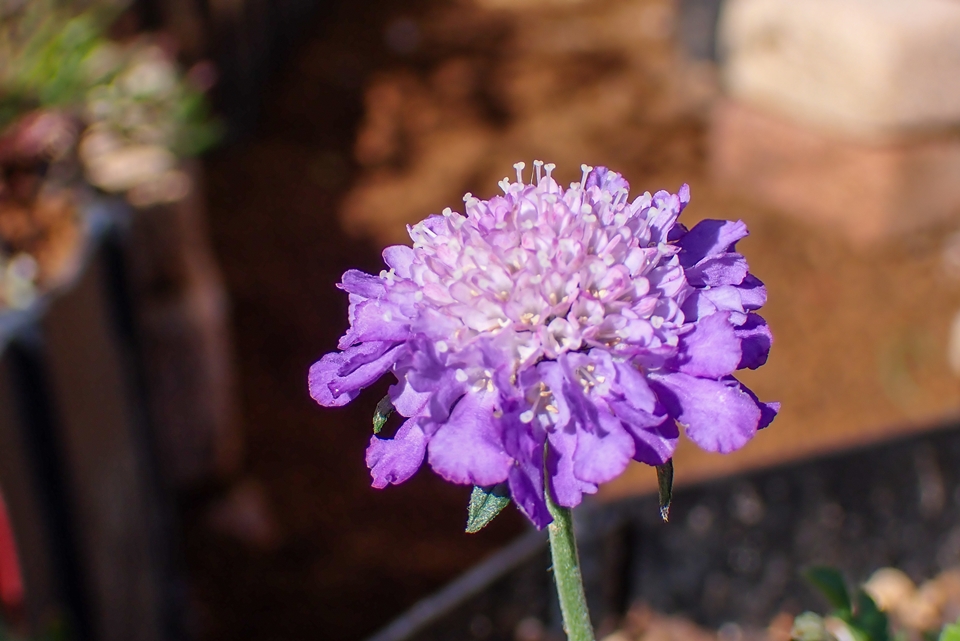 OLYMPUS TG-6 良く分からないけど綺麗に咲いた薄紫の花