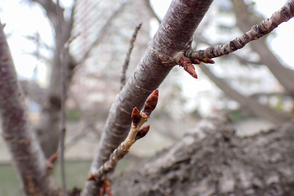 OLYMPUS TG-6 桜の木の芽