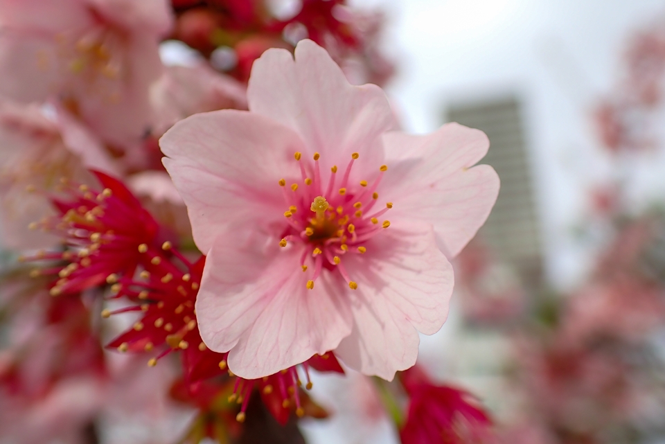 OLYMPUS TG-6 一輪だけの桜の花