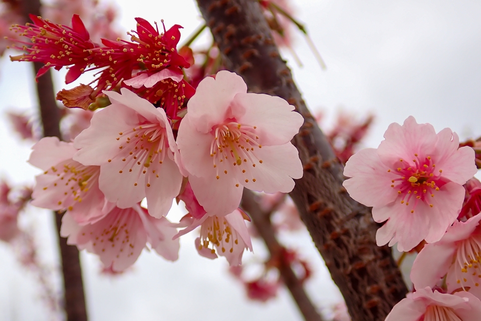 OLYMPUS TG-6 まだまだ元気な早咲きの桜
