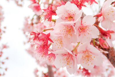 まだまだ綺麗な桜の花も多い