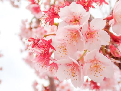 OLYMPUS TG-6 まだまだ綺麗な桜の花も多い