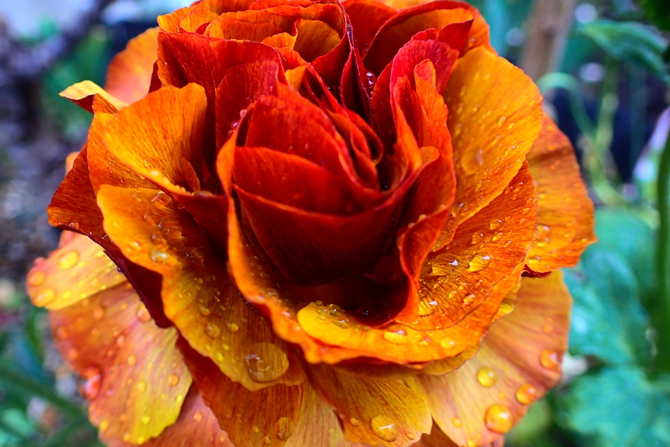 OLYMPUS TG-6　オレンジ系の独特な色の花
