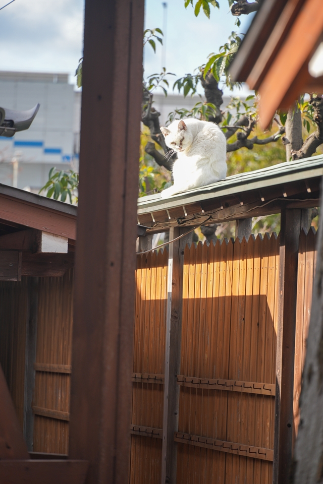 SONY α6700+E 18-135mm　神社に居た毛づくろい中の猫