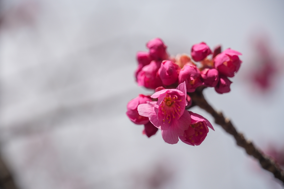 SONY α6700+E 18-135mm　咲きかけの桜