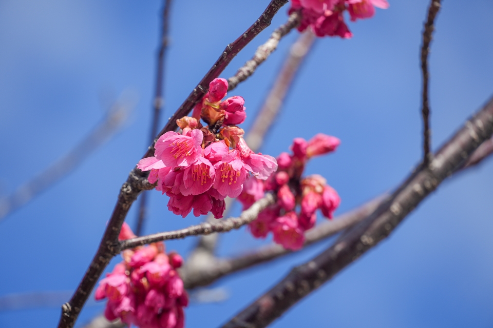 SONY α6700+E 18-135mm　咲き始めの桜