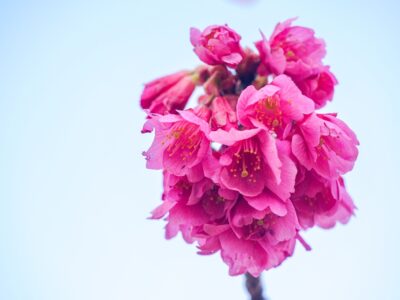 SONY α6700+E 18-135mm　咲き始めた桜