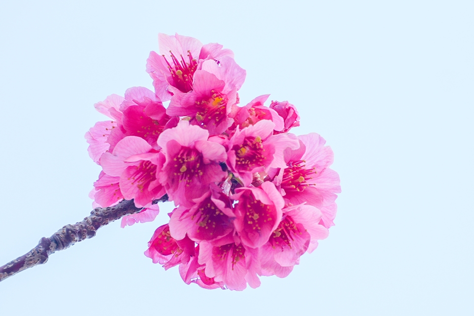 SONY α6700+E 18-135mm F3.5-5.6 OSS　咲き始めた桜
