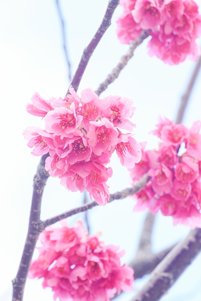 SONY α6700+E 18-135mm 桜の花