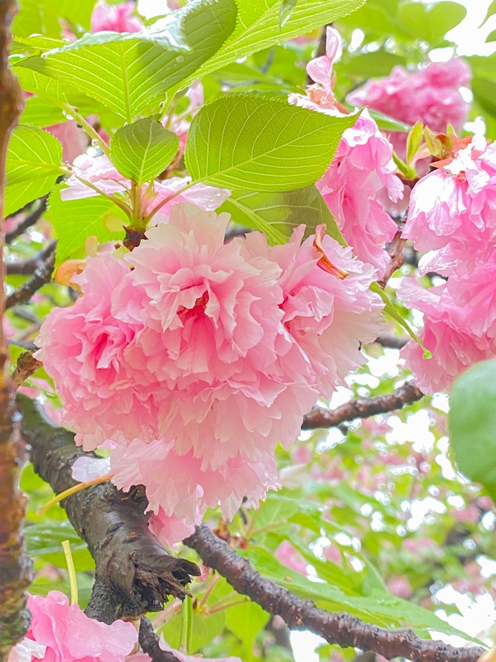 iPhone11 Proで撮影した八重桜