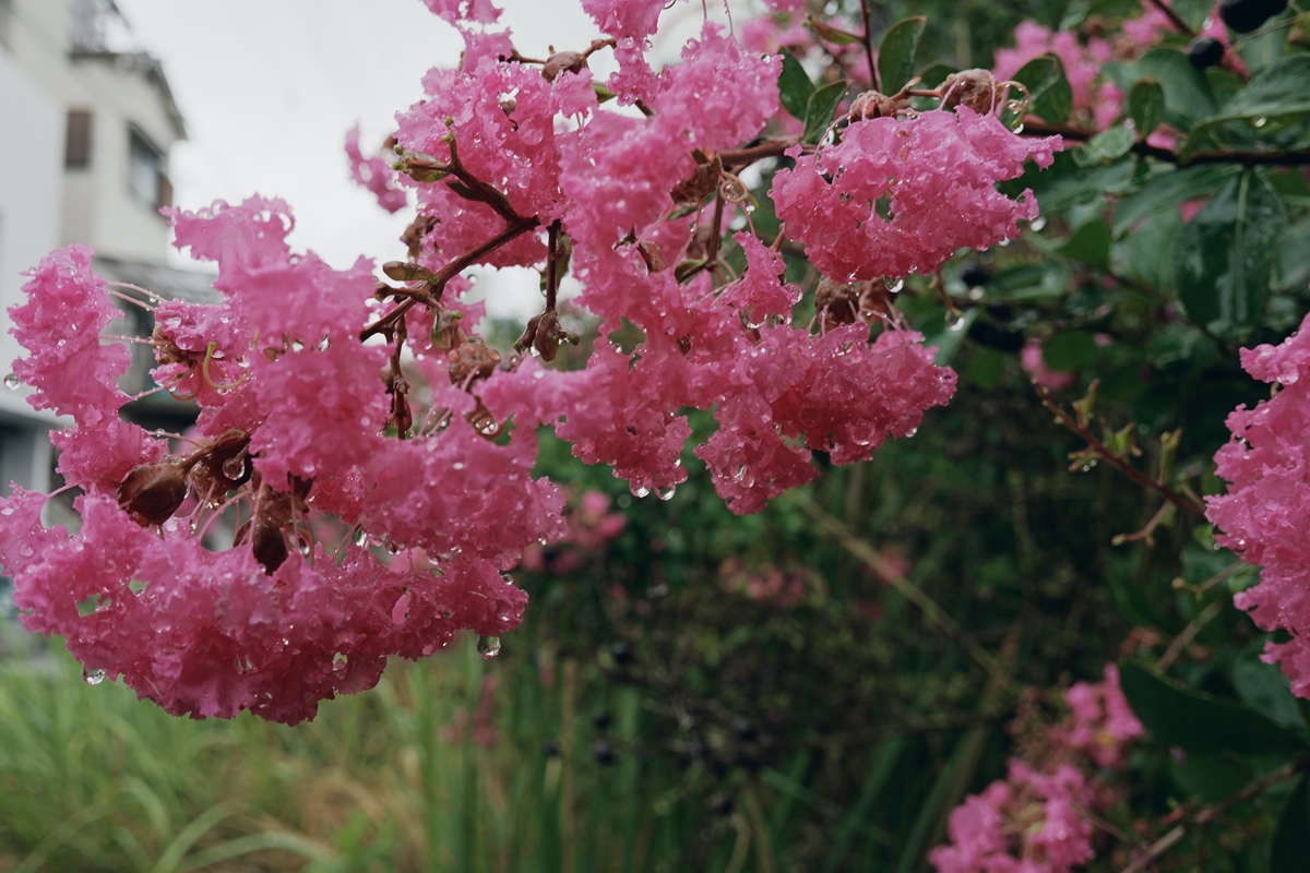 LUMIX S9 + LUMIX S 26mm F8