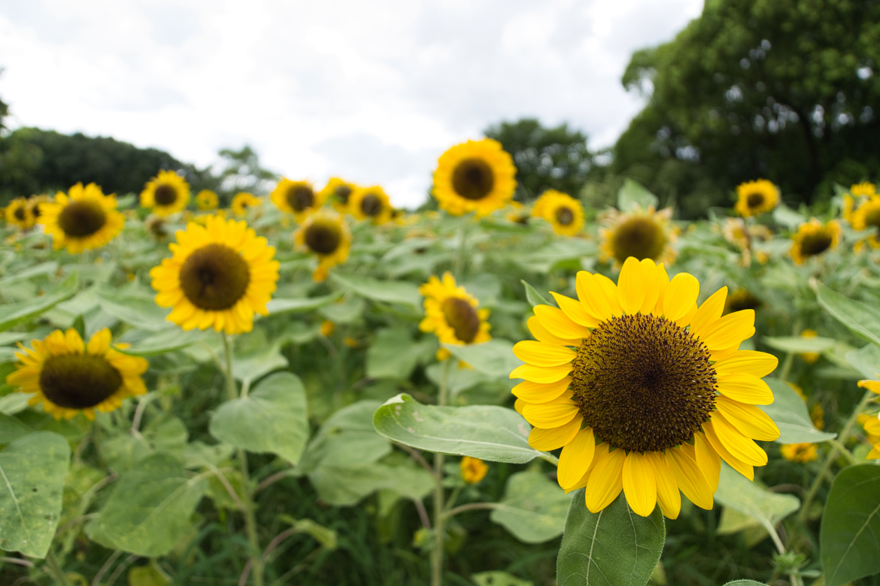 SONY α6700 + E 11mm F1.8