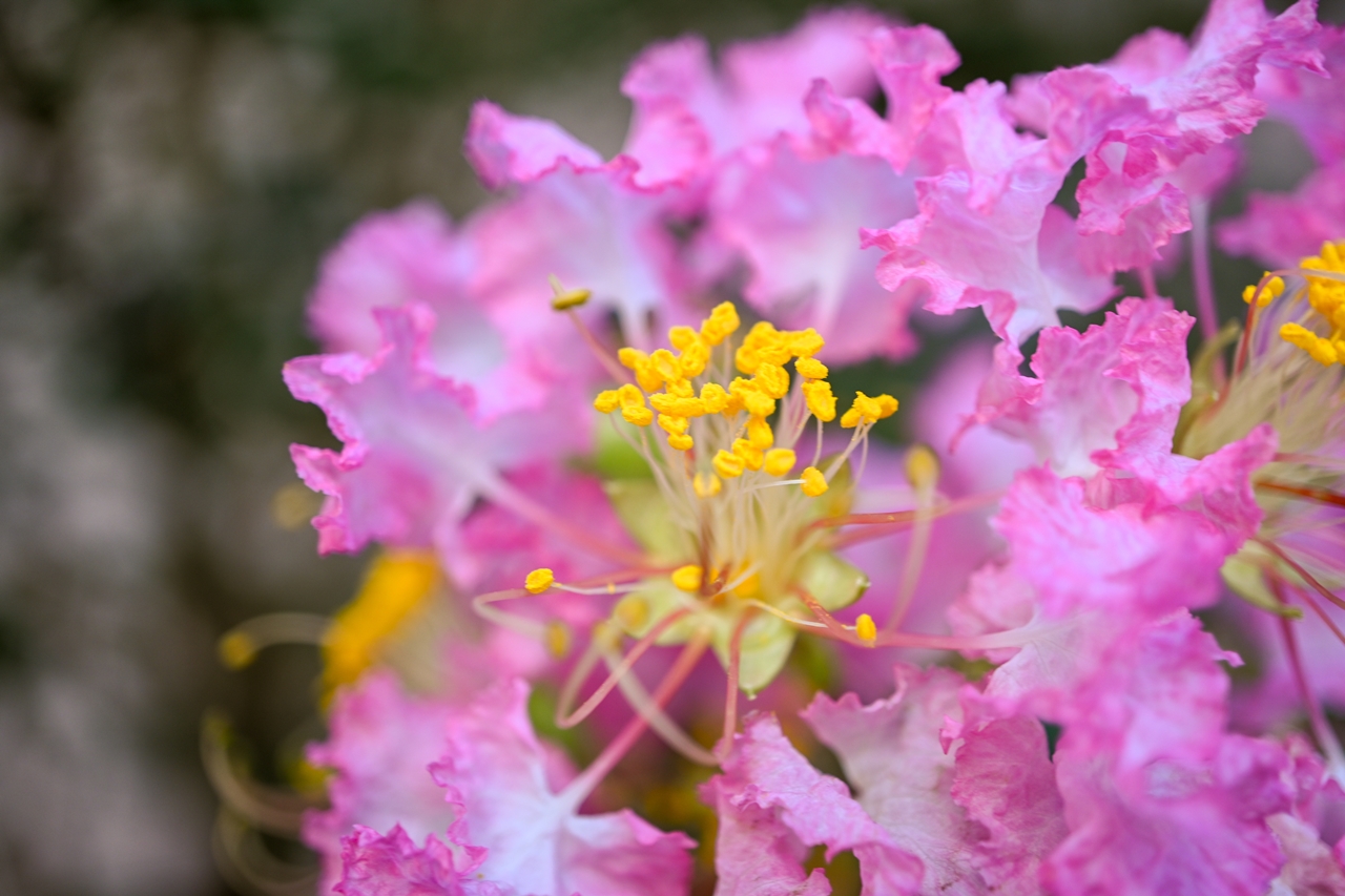 Nikon Zfc + SONY E 30mm F3.5 Macro