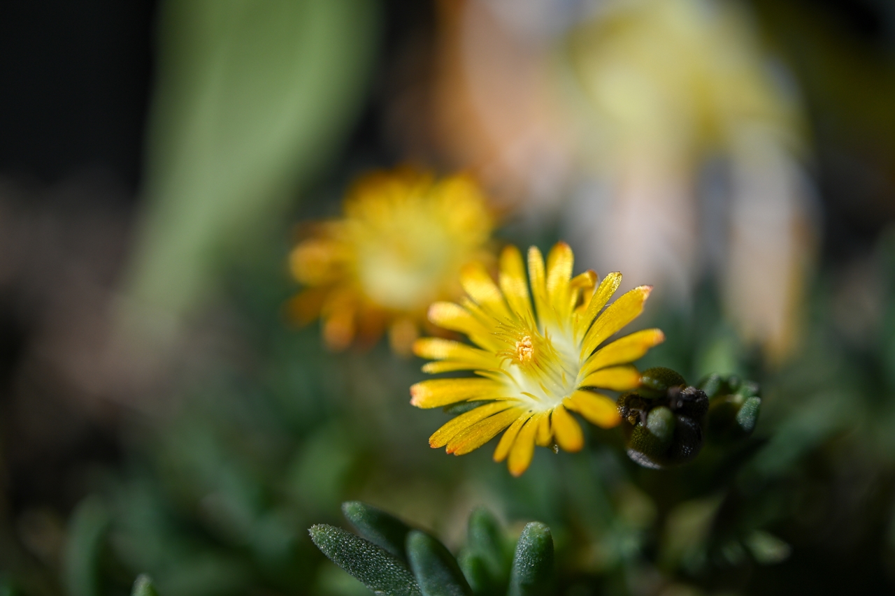 Nikon Zfc + SONY E 30mm F3.5 Macro