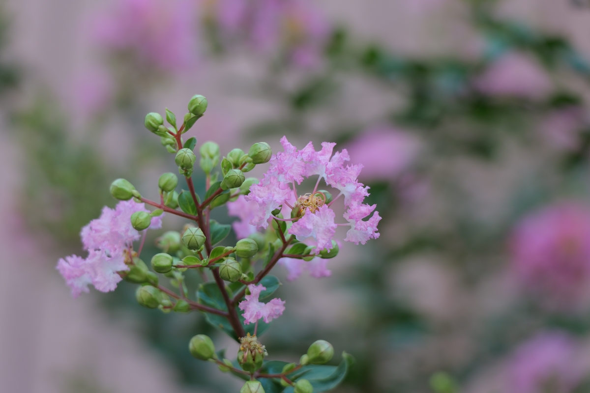 LUMIX S9 + LUMIX S 28-200mm F4-7.1 MACRO O.I.S