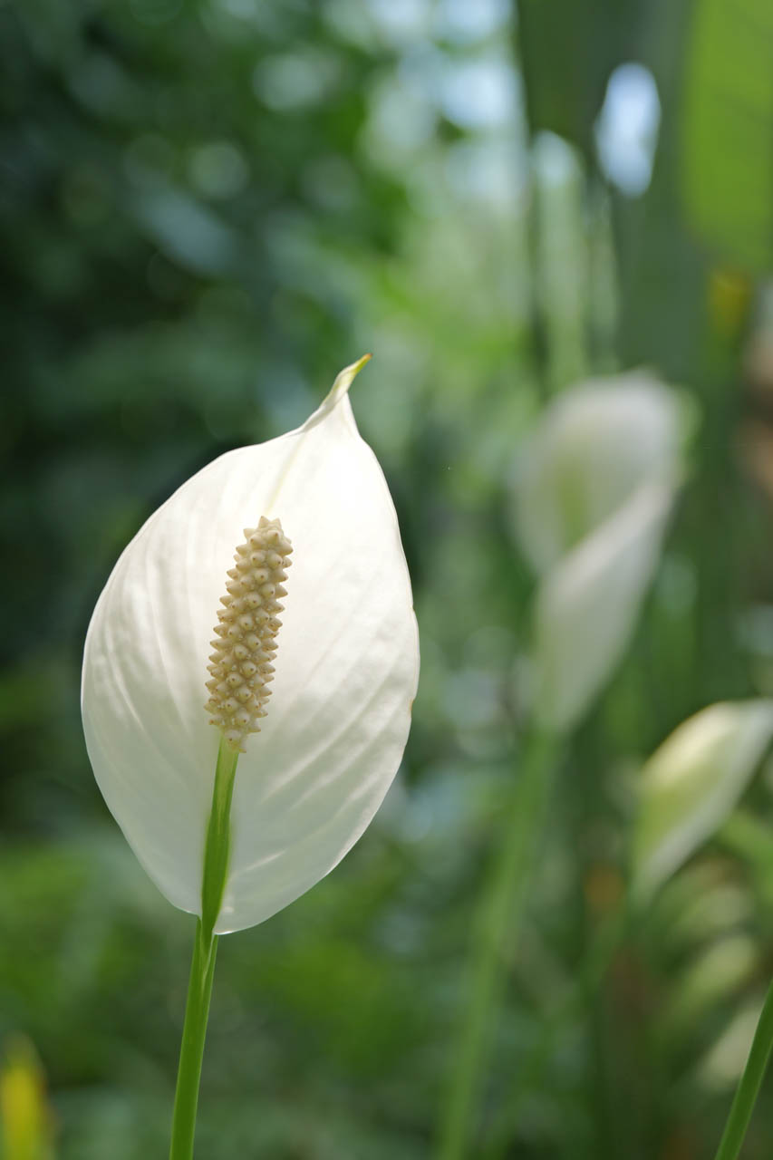 LUMIX S9 + LUMIX S 28-200mm F4-7.1 MACRO O.I.S