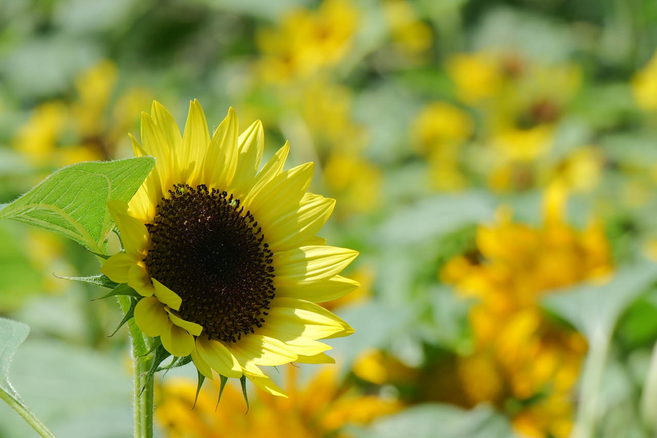 LUMIX S9 + LUMIX S 28-200mm F4-7.1 MACRO O.I.S