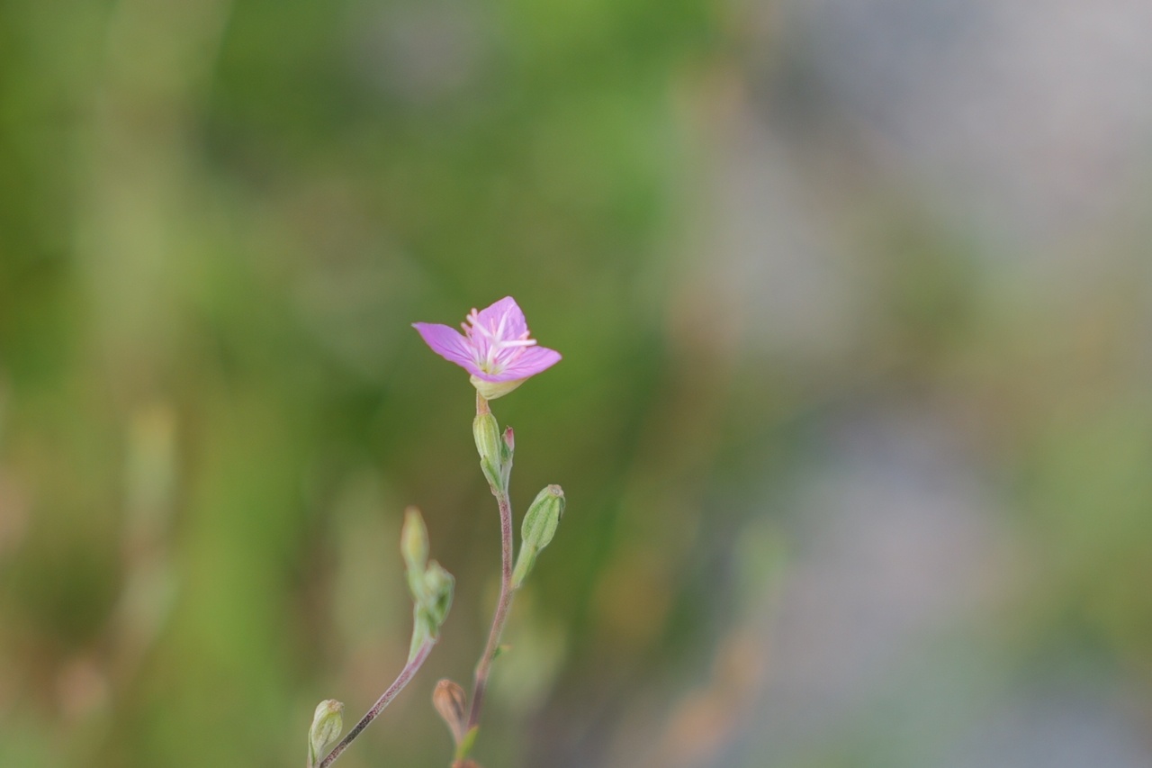 LUMIX S9 & AstrHori 50mm F2