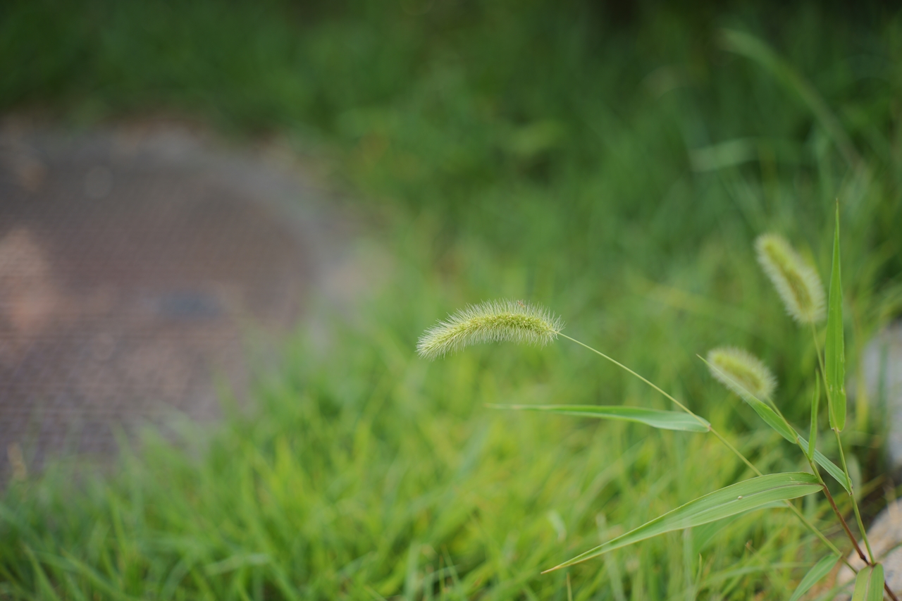 LUMIX S9 & AstrHori 50mm F2