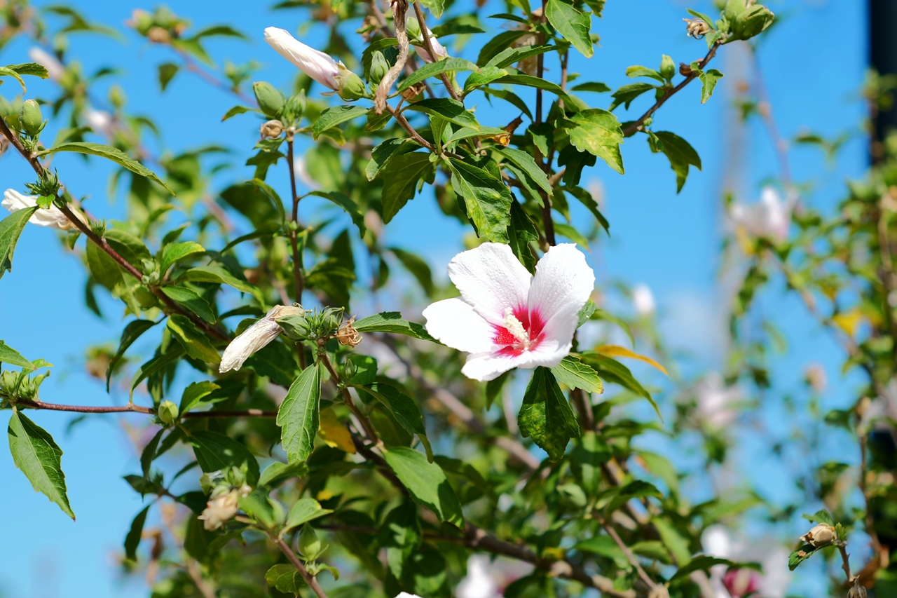 LUMIX S9 & AstrHori 50mm F2