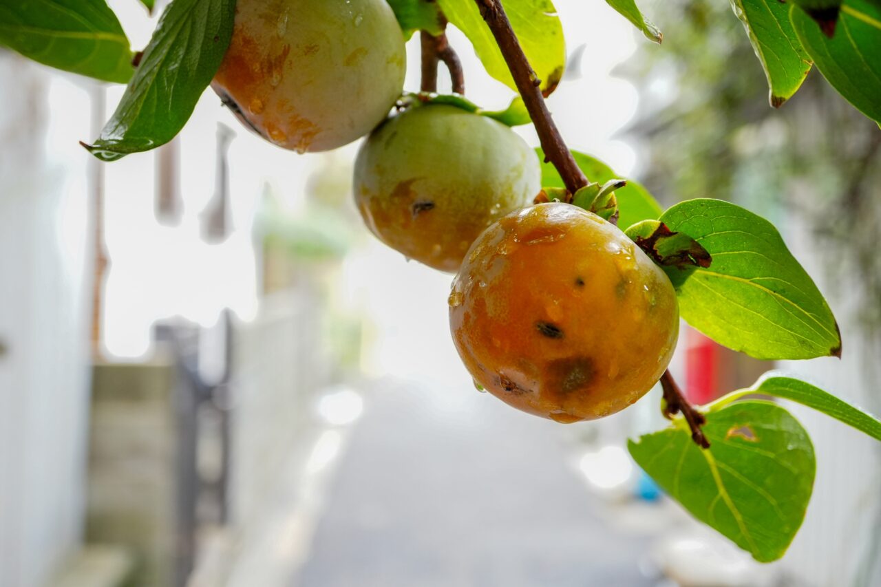 SONY α6700 + E 30mm F3.5 MACRO