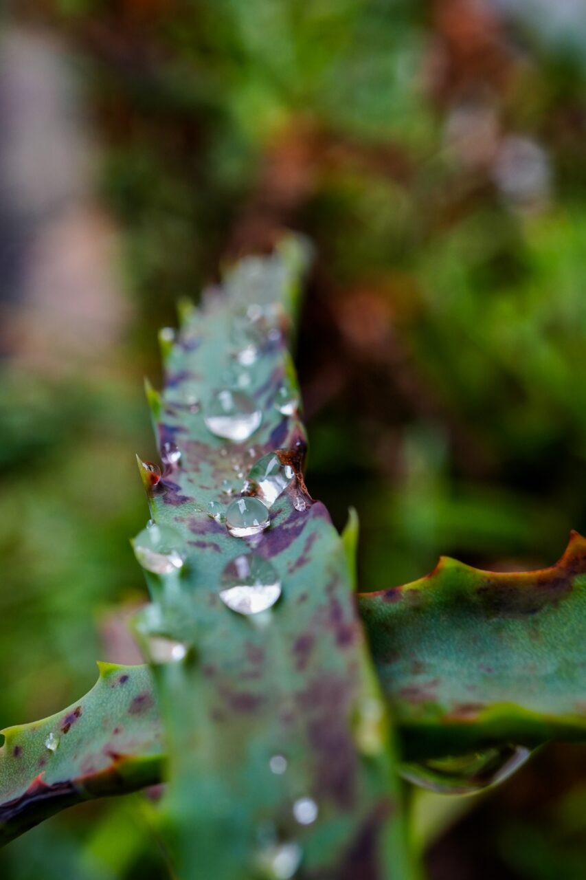 SONY α6700 + E 30mm F3.5 MACRO