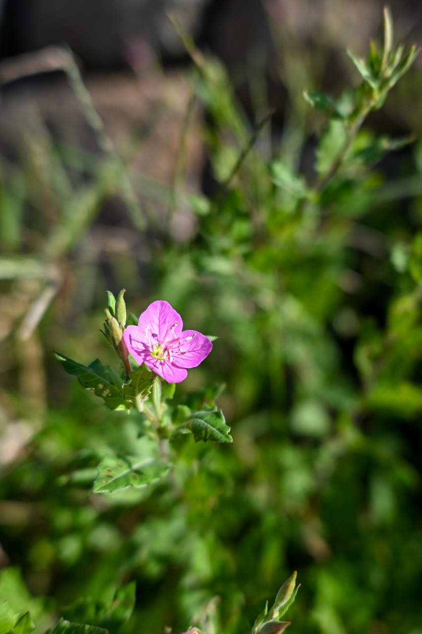 Nikon Z6II + VILTROX AF 20mm F2.8