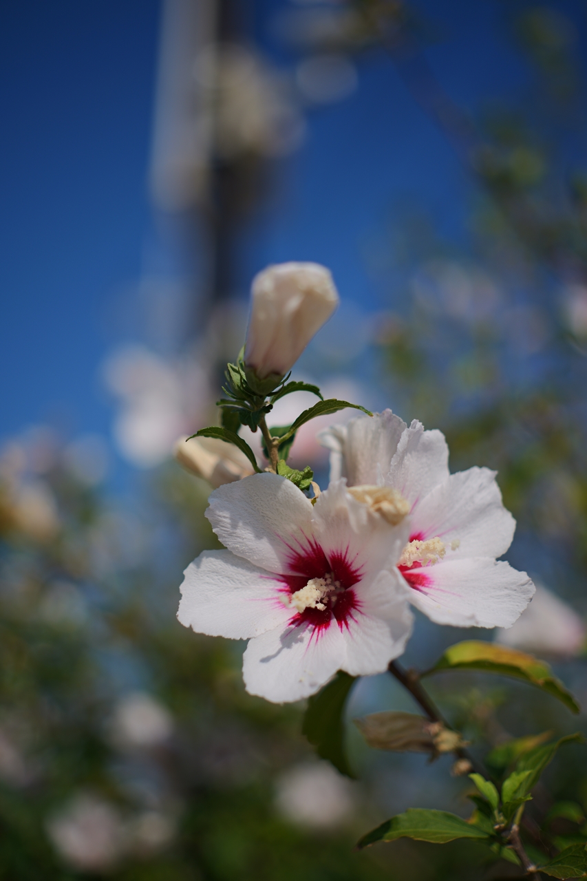 LUMIX S9 + AstrHori 50mm F2