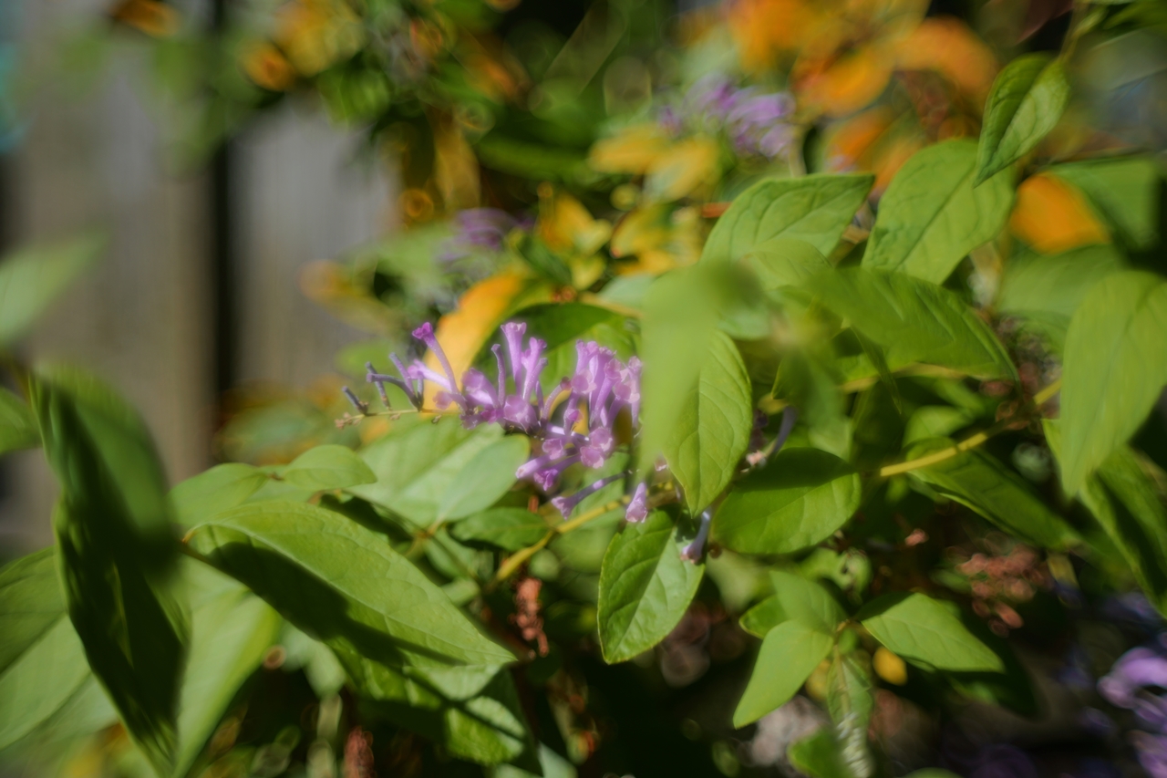 LUMIX S9 + HELIOS-44 58mm F2改