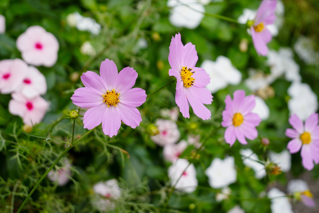 α6700 + VILTROX AF 28mm F4.5 FE