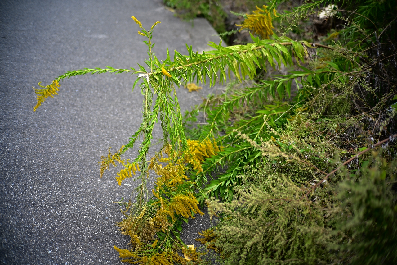 Nikon Zf + TTArtisan 50mm F2